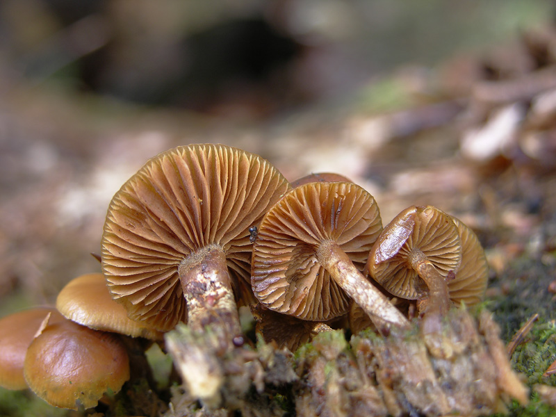 Galerina da determinare n36(2007)